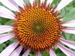 Static image